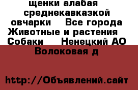 щенки алабая ( среднекавказкой овчарки) - Все города Животные и растения » Собаки   . Ненецкий АО,Волоковая д.